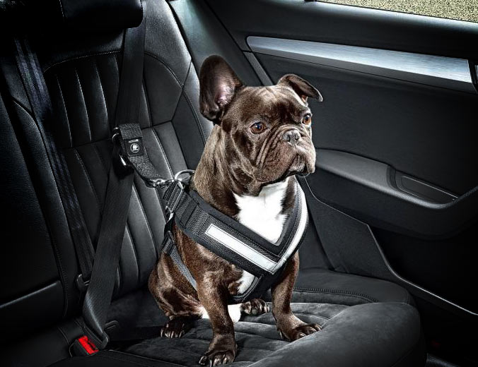 Honda sistemas de seguridad para mascotas 2