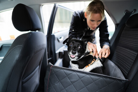 Honda sistemas de seguridad para mascotas 4