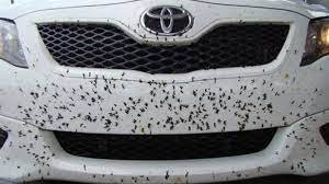 Limpiar insectos de coche 2